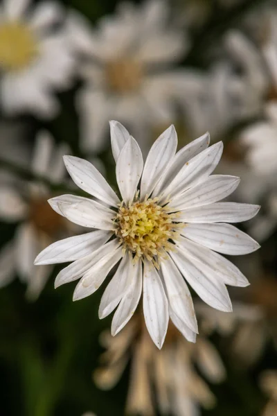 Prairie Goldenrod Solidago Ptarmicoides — Stockfoto