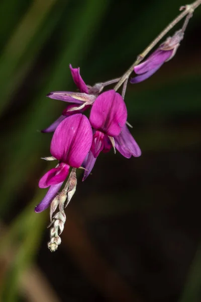 Flor Lespedeza Thunberg Lespedeza Thunbergii — Fotografia de Stock