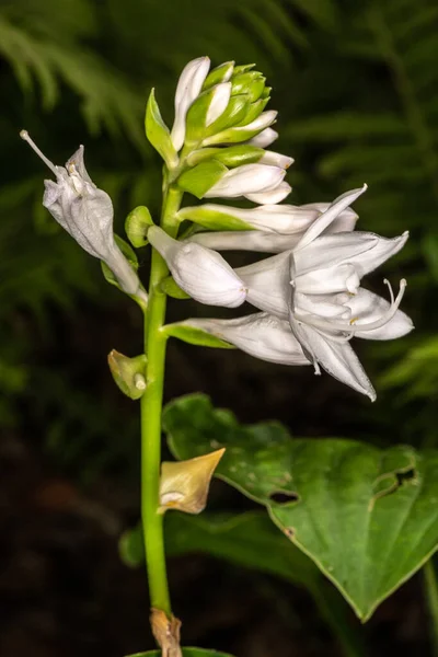 Hosta Flower Hosta Plantaginea Honeybells — Φωτογραφία Αρχείου