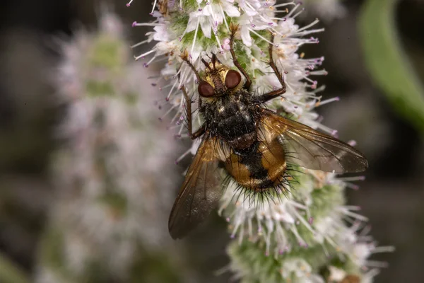 Mosca Tachina Fera Planta Menta Manzana Mentha Suaveolens — Foto de Stock