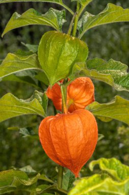 Çin Feneri (Physalis alkekengi)