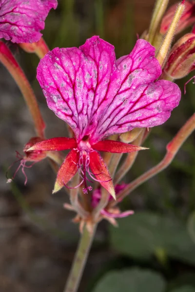 Storksnäbb Pelargonium Endlicherianum — Stockfoto