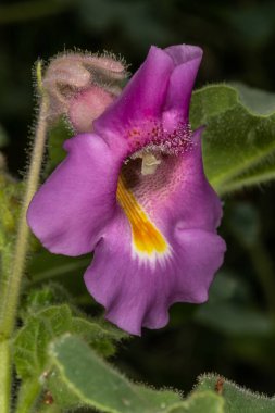 Şeytan Pençesi veya Tekboynuz Bitkisi (Proboscidea louisianica)