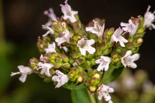 Θυμάρι Thymus Serpyllum — Φωτογραφία Αρχείου