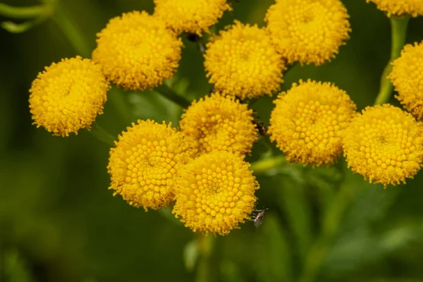 Tansy Virágai Tanacetum Vulgare — Stock Fotó