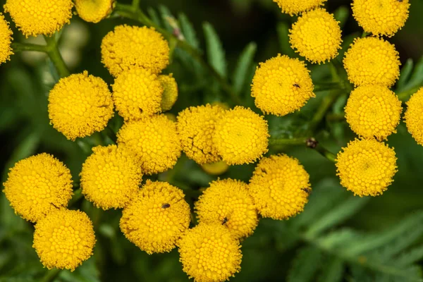 Tansy Virágai Tanacetum Vulgare — Stock Fotó