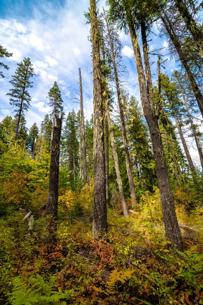 Foresta Dell Idaho Autunno — Foto Stock