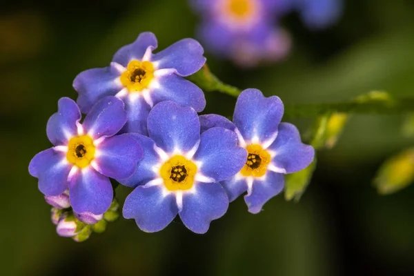 Nie Zapomnij Drewnie Myosotis Sylvatica — Zdjęcie stockowe