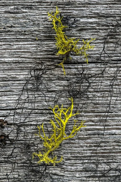 Wolf Lichen Letharia Vulpina Amarillo Horsehair Lichen Bryoria Fremontii Negro — Foto de Stock