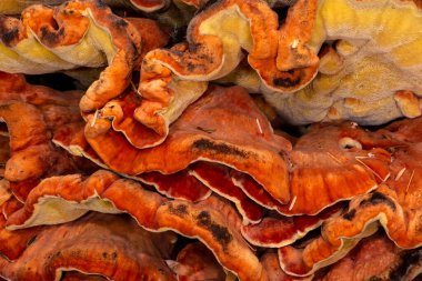 Ormanın Tavuğu (Laetiporus Specc, muhtemelen L. cincinnatus veya L. kozalaklı.)