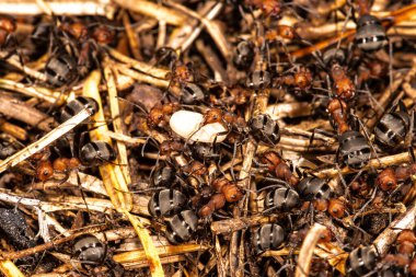 Kırmızı Tepe Karıncaları veya Thatching Karıncalar (muhtemelen Formika integroides))