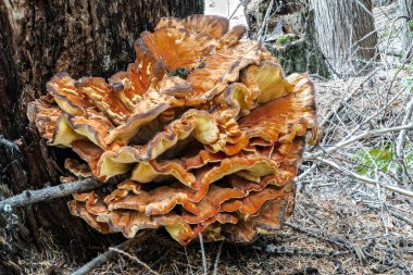 Ormanın Tavuğu (Laetiporus Specc, muhtemelen L. cincinnatus veya L. kozalaklı.)