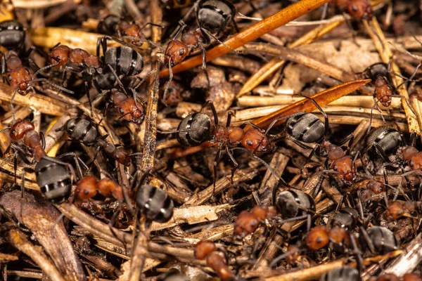 Red Mound Ants Thatching Ants Probablemente Formica Integroides —  Fotos de Stock