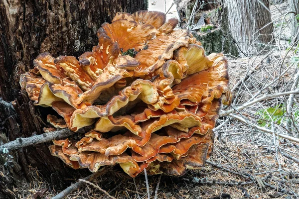 Ormanın Tavuğu (Laetiporus Specc, muhtemelen L. cincinnatus veya L. kozalaklı.)