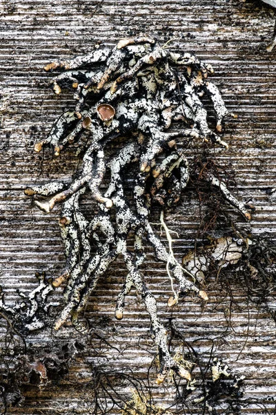 Hypogymnia Lichen Lumber Idaho — стокове фото