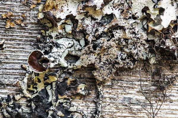 Lichen Lumber Идахо Сша — стоковое фото