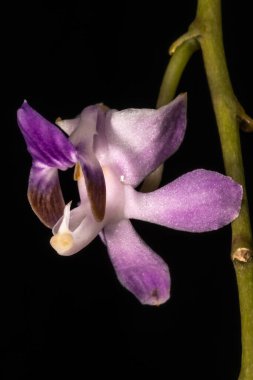 Güzel Doritis (Phalaenopsis pulcherrima 'Coerula')