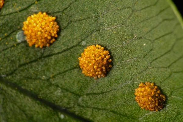 Sori Golden Polypody Fern Phlebodium Aureum Glaucum — Stock Photo, Image