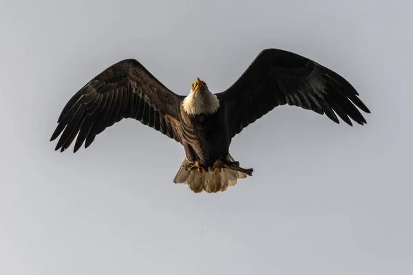 Kopasz Sas Haliaeetus Leucocephalus Vadászata — Stock Fotó