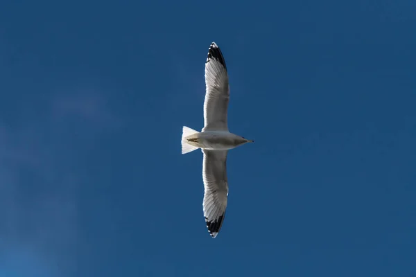 Uçan Halka Gagalı Martı Larus Delawarensis — Stok fotoğraf