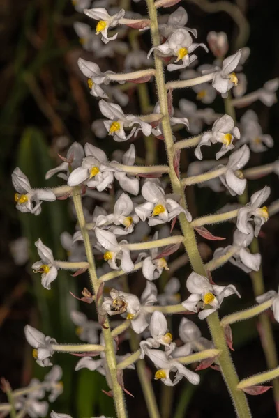 Flores Orquídea Joya Ludisia Discolor — Foto de Stock