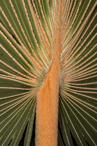 Palm Tree Latania Iontaroides — стокове фото