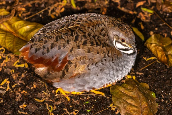 Királyfürj Kínai Festett Fürj Coturnix Chinensis — Stock Fotó