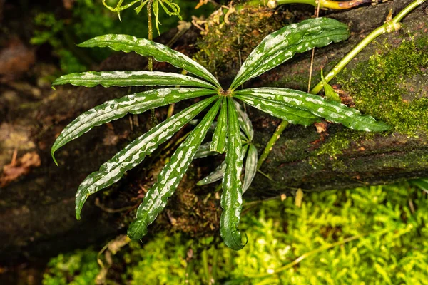 Planta Marihuana Falsa Anthurium Polyschistum —  Fotos de Stock