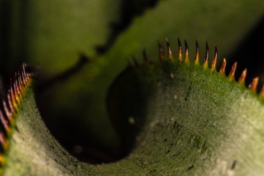 Bromelia Yaprağı (Aechmea makrochlamys)