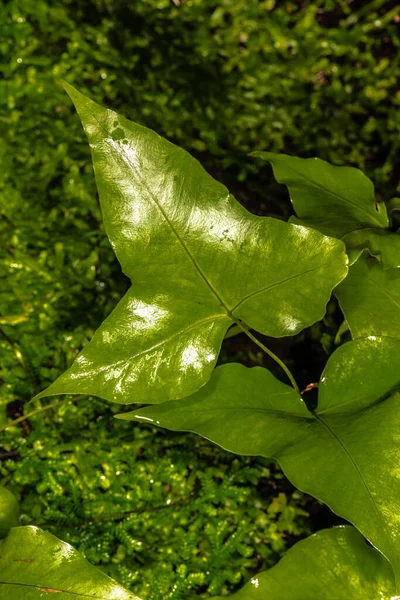 Leaf Christiopteris Fern Christiopteris Felitta — стоковое фото