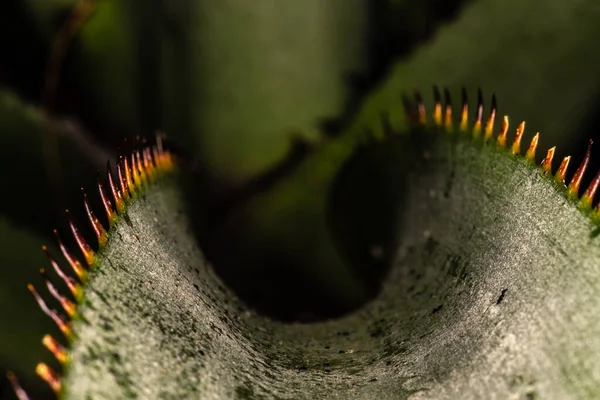 Liść Bromelii Aechmea Macrochlamys — Zdjęcie stockowe