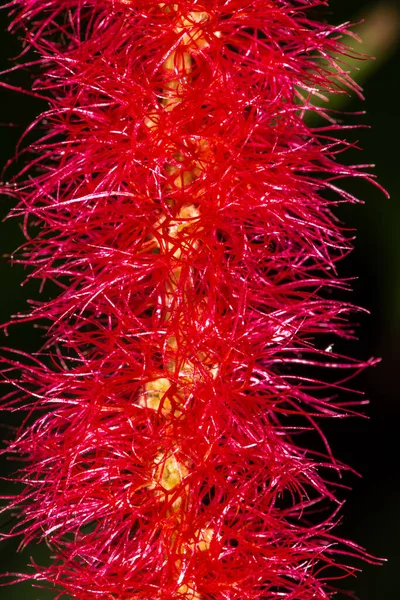 Flower of Fox Tail Plant (Acalypha hispida)
