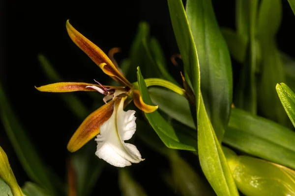 Flor Orquídea Dinema Polybulbon — Fotografia de Stock