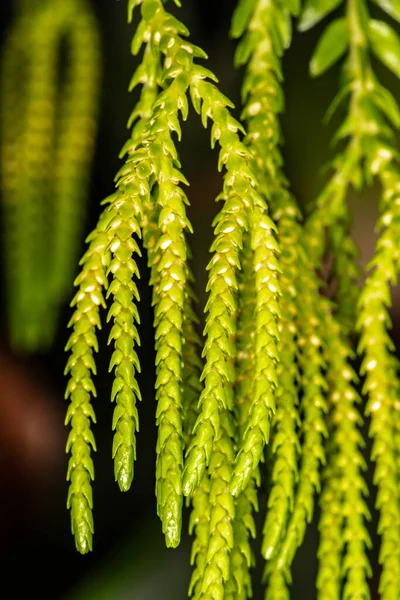 Brote Esporangia Clubmoss Huperzia Huperzia Phlegmarioides —  Fotos de Stock