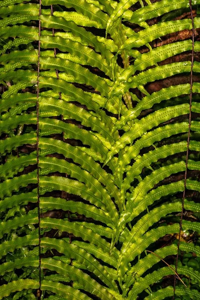 Φύλλα Από Polypodium Fern — Φωτογραφία Αρχείου