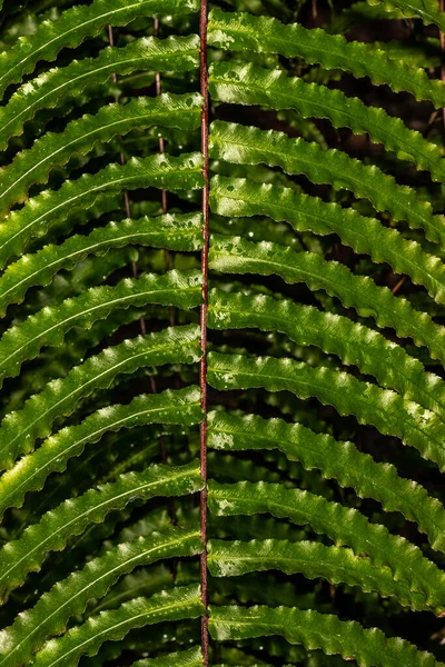 Blad Ett Polypodium Fern — Stockfoto