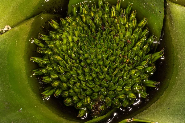 Bromeliad Flower Inflorescence Neoregelia Cruenta — стокове фото