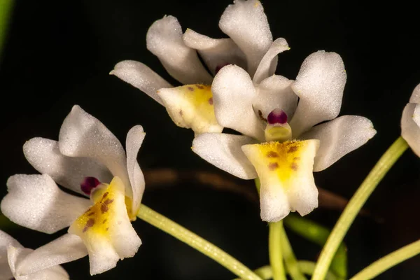 Orkideblomst Neobenthamia Gracilis - Stock-foto
