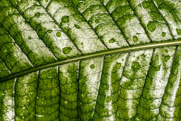 Crocodile Fern Leaf Microsorum Musifolium — Stock Photo, Image