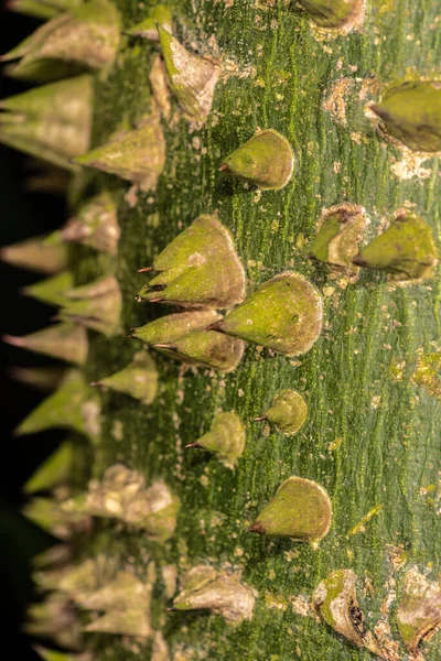 가시가 식물의 — 스톡 사진