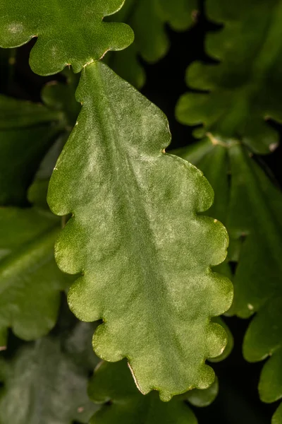 Cactus Leaf Rhipsalis Crispata — стоковое фото