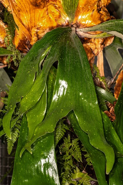 Staghorn Fern Platycerium Stemaria — стокове фото