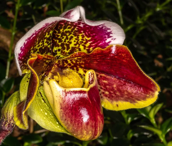 Flor Venus Slipper Orchid Paphiopedilum Híbrido —  Fotos de Stock