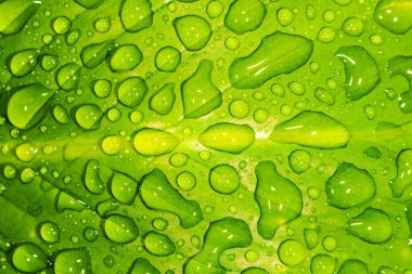 Barış İçin Su Damlacıkları Lily Yaprağı (Spatthiphyllum Cannifolium)