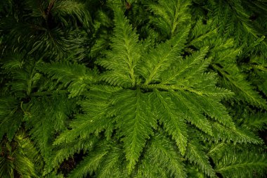 Şemsiye Dikenli (Selaginella şemsiyesi)