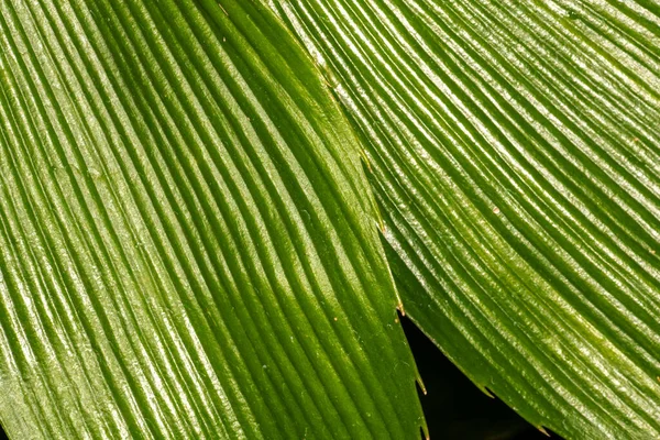 Zamia Leaves Zamia Neurphyllidia — стокове фото