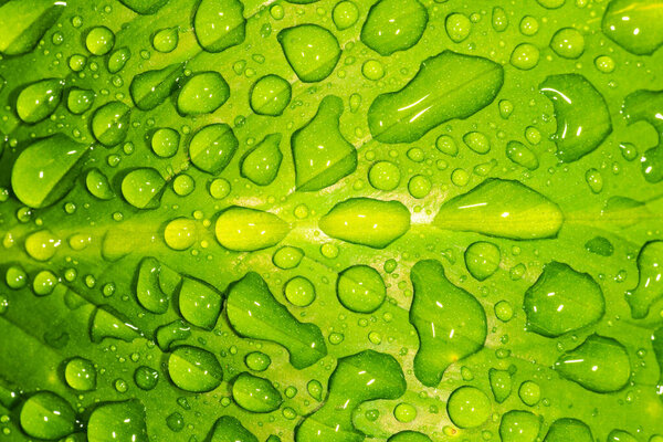 Water Droplets on a Peace Lily Leaf (Spathiphyllum cannifolium)