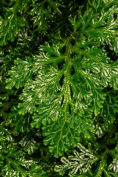 Jori Spikemoss Selaginella Martensii — Foto de Stock