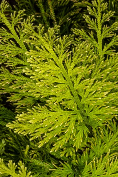 Selaginella Emmeliana 的射击 — 图库照片