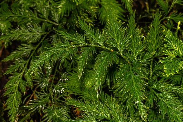 Strzelanie Spikemosa Selaginella Pulcherrima — Zdjęcie stockowe